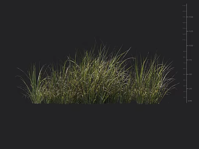 Green Grass Plants With Natural Growth And Height Measurement Cm Scale 3d model