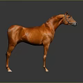 Brown Horse Full Body Standing In Gray Gradient Background With Reflective Floor
