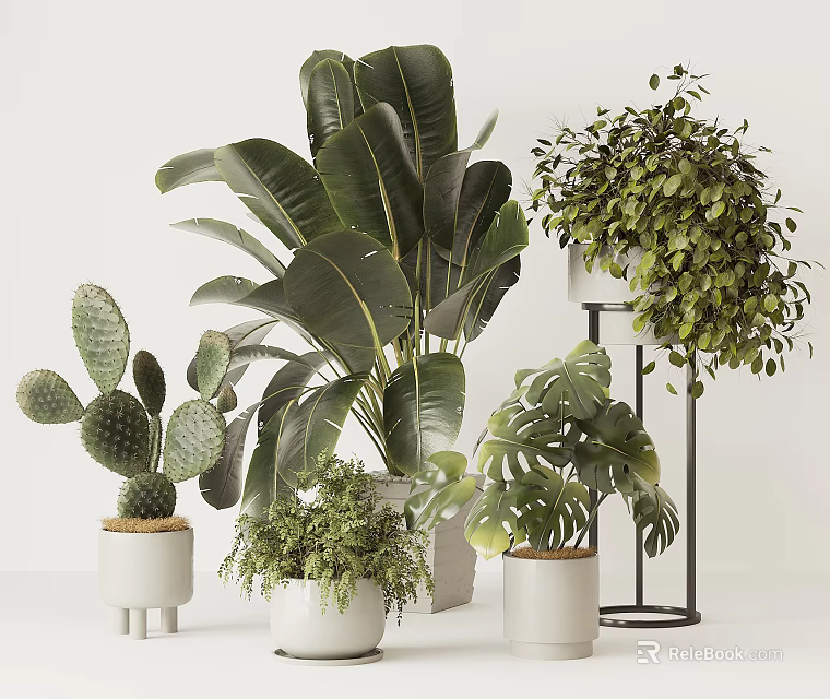Indoor Potted Plants Including Cactus Large Leaf And Trailing Varieties With White Pots And Stand 3d model 