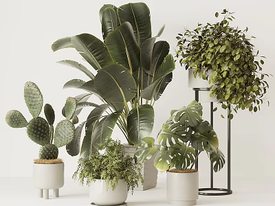 Indoor Potted Plants Including Cactus Large Leaf And Trailing Varieties With White Pots And Stand 3d model
