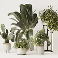 Indoor Potted Plants Including Cactus Large Leaf And Trailing Varieties With White Pots And Stand