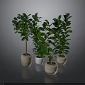 Four Green Indoor Potted Plants In Different Colored Pots Against Gray Background