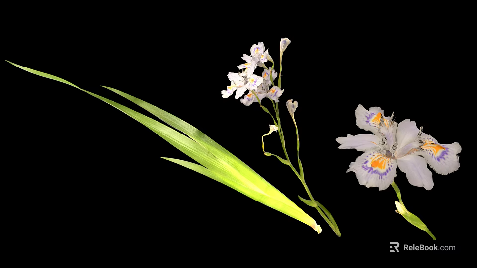 White Garden Plant With Yellow Purple Spots And Long Green Leaves 3d model 