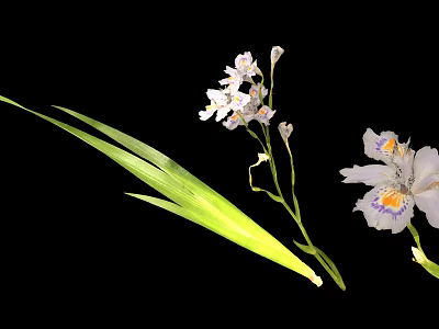 White Garden Plant With Yellow Purple Spots And Long Green Leaves 3d model