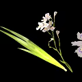 White Garden Plant With Yellow Purple Spots And Long Green Leaves