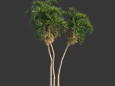 Tall Palm Trees With Slender Trunks And Lush Green Fronds On Dark Background 3d model