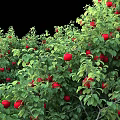 Lush Fruit Trees With Red Yellow Fruits And Green Leaves Growing On Grassy Land