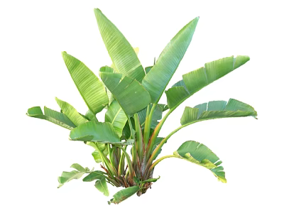 Banana Tree With Large Green Leaves And Lush Tropical Foliage 3d model