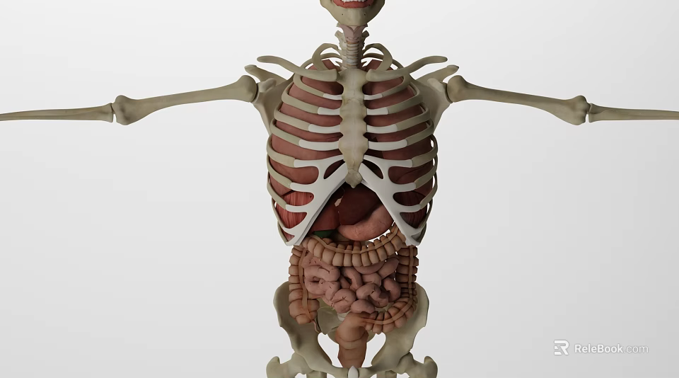 Medical Device Anatomical Model With Human Skeleton And Internal Organs 3d model 
