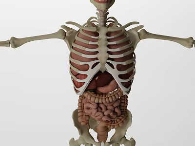 Medical Device Anatomical Model With Human Skeleton And Internal Organs 3d model