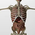 Medical Device Anatomical Model With Human Skeleton And Internal Organs