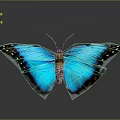 Vibrant Blue Butterfly With Black Edged Wings And Colorful Spots On Gray Background