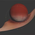 Human Eye Anatomical View With Eyelid Eyelashes And Eyeball Details