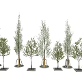 Modern Tree Landscape Tree Greening Trees Poplar Trees 3d model