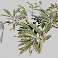 Ornamental Alpinia zerumbet Plant With Green Red Variegated Leaves And Tropical Foliage