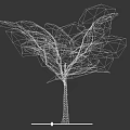 Lush Green Arbor Tree With Dense Foliage Branches And Shadow On Neutral Background