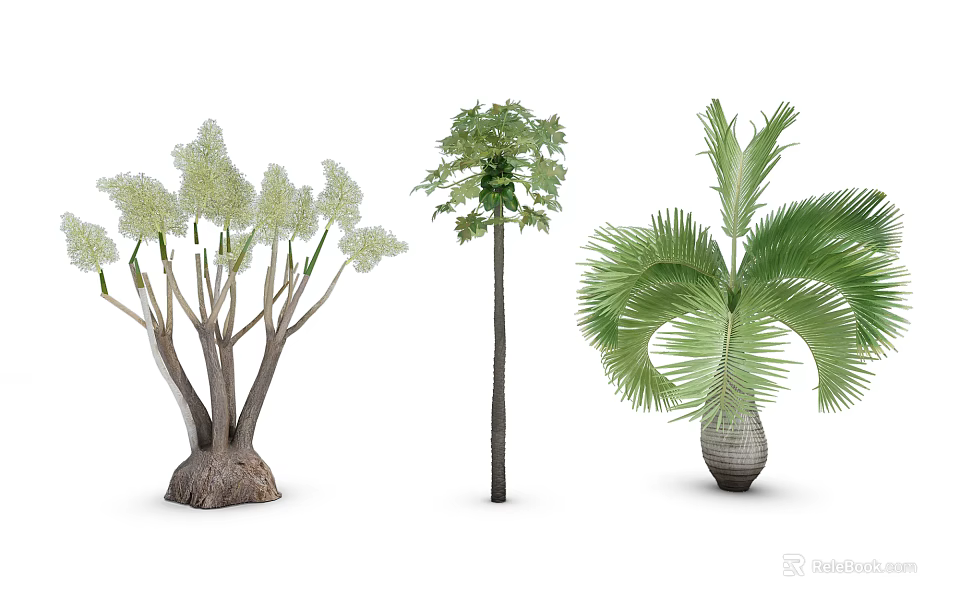 Three Types of Trees with White Flowers Tall Straight Trunk and Broad Green Fronds 3d model 