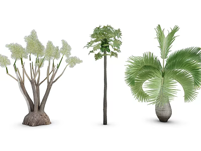Three Types of Trees with White Flowers Tall Straight Trunk and Broad Green Fronds 3d model