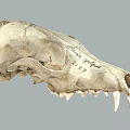 animal bone fox bone skull bone animal fossil 3d model