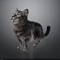 Realistic Gray Black Tabby Cat Sitting And Looking Up On Dark Background