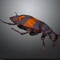 Dark Purple Beetle with Orange Markings Detailed Closeup View on Dark Background
