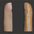 Anatomical Finger Model Medical Device Featuring Cross Section Internal Structure 3d model