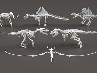 Detailed Dinosaur And Pterosaur Skeleton Models Display On Dark Background 3d model