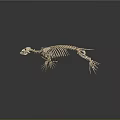 Otter Skeleton Showing Skeletal Organs And Fur Bearing Mammal Characteristics On Dark Background