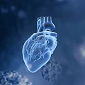 Detailed 3D Anatomical Human Heart Model Showing Internal Structure With Blue Background