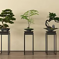 Bonsai Plants Displayed On Black Metal Stands Against Light Wall And Wooden Floor
