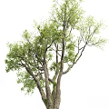 Lush Tall Arbor Tree With Green Foliage Thick Trunk And Spreading Branches