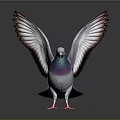 Colorful Pigeon with Spread Wings Purple Green Gray Feathers and Red Feet on Dark Background