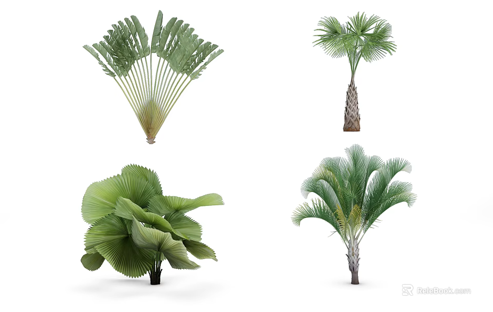 Various Types of Tropical Trees With Different Leaf Shapes and Foliage 3d model 