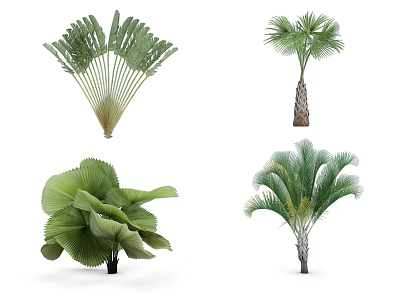Various Types of Tropical Trees With Different Leaf Shapes and Foliage 3d model