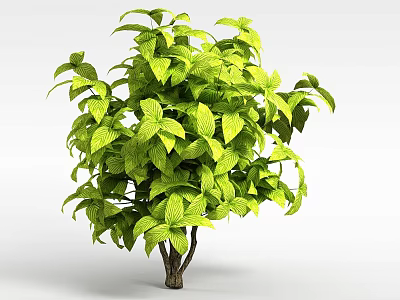 Lush Green Shrub With Vibrant Foliage And Dense Leafy Branches 3d model