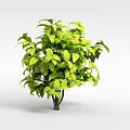 Lush Green Shrub With Vibrant Foliage And Dense Leafy Branches