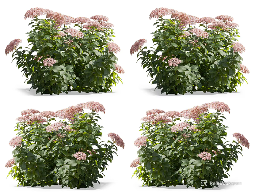 Pink Flowering Shrubs With Green Foliage And Lush Garden Growth 3d model 