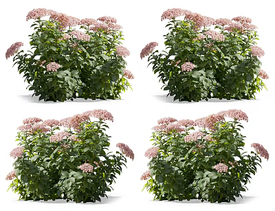 Pink Flowering Shrubs With Green Foliage And Lush Garden Growth 3d model