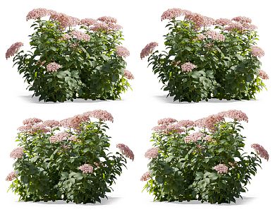 Modern Hydrangea Flowers 3d model