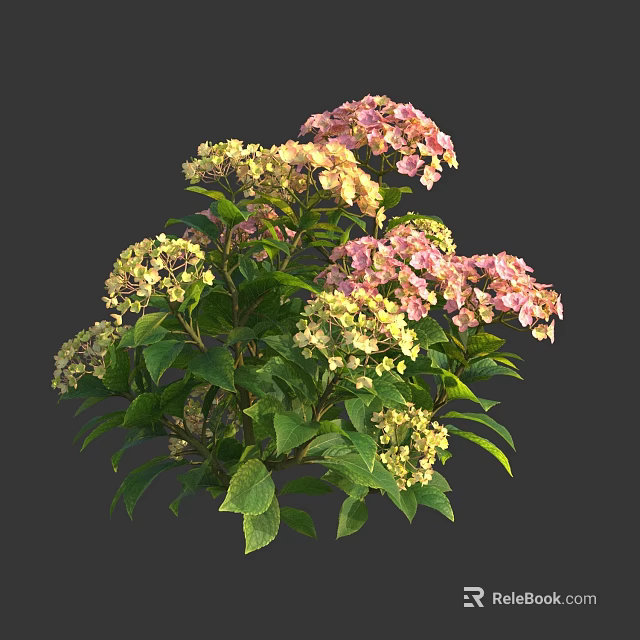 Blooming Hydrangea Plant With Pink And Yellow Flowers And Green Leaves 3d model 
