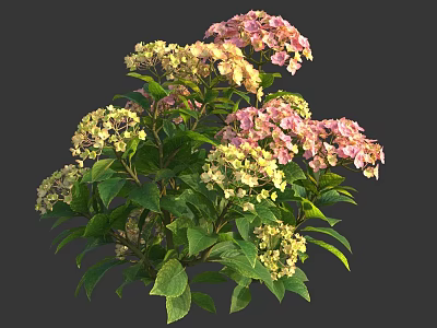 Blooming Hydrangea Plant With Pink And Yellow Flowers And Green Leaves 3d model