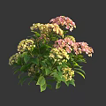 Blooming Hydrangea Plant With Pink And Yellow Flowers And Green Leaves