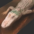 Albino Alligator Reptile With White Skin Green Algae And Red Eyes At Water Edge