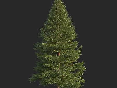 Tall Green Evergreen Tree With Lush Foliage And Natural Trunk Structure 3d model
