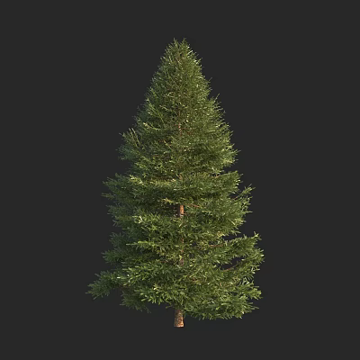 Tall Green Evergreen Tree With Lush Foliage And Natural Trunk Structure 3d model