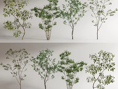 modern tree arbor landscape tree 3d model