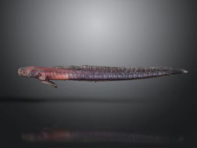 Slender Purple and Red Fish with Elongated Body in Dark Background Appearance 3d model