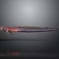 Slender Purple and Red Fish with Elongated Body in Dark Background Appearance