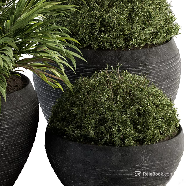 Modern Bonsai Potted Plants in Black Textured Ceramic Pots with Green Foliage 3d model 