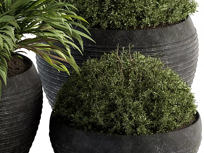 Modern Bonsai Potted Plants in Black Textured Ceramic Pots with Green Foliage 3d model